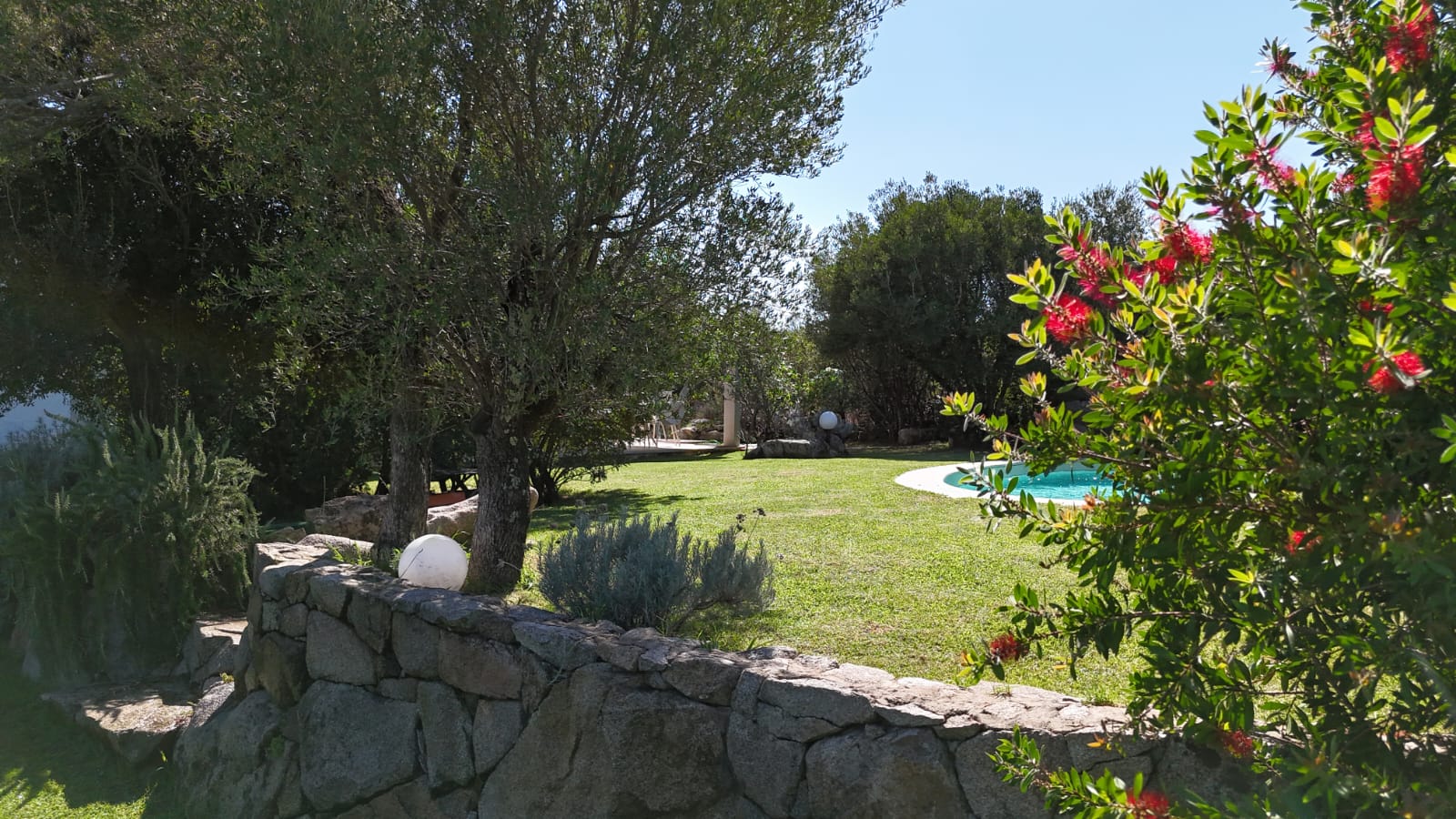 Il giardino con il muretto in granito, gli olivi e la piscina sullo sfondo