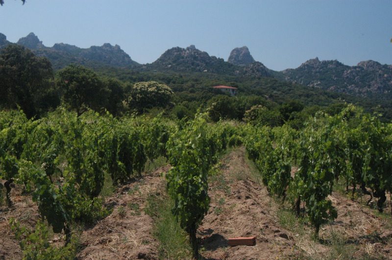 Un vigneto ad Aggius, nella Gallura interna, sotto le guglie di granito